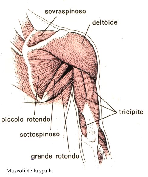 immagine muscoli della spalla